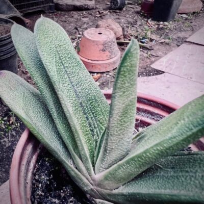 Gasteria plant Gasteria plant