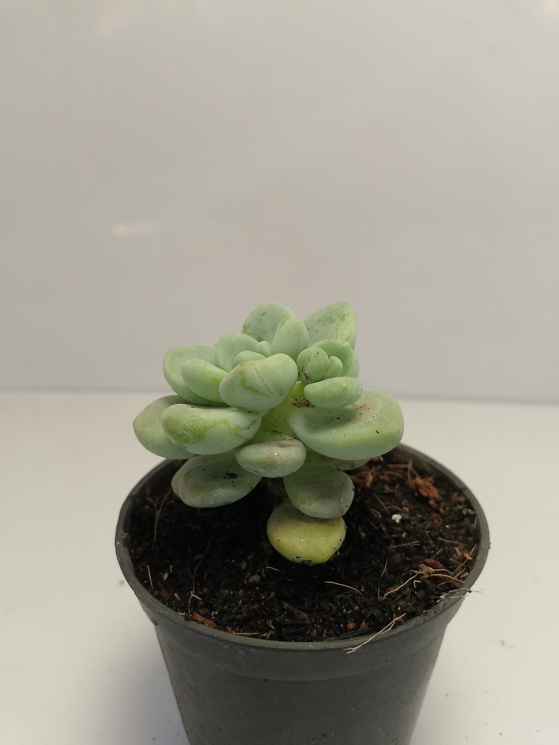 Ghost Plant Succulent