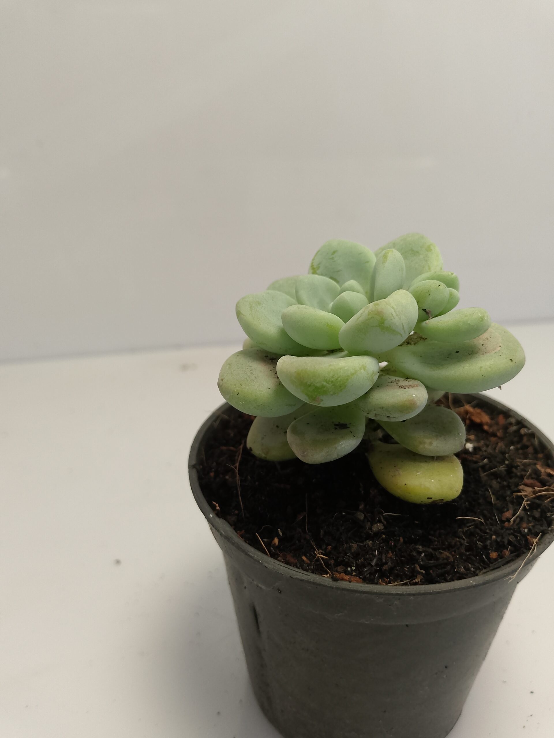 Ghost succulent plant