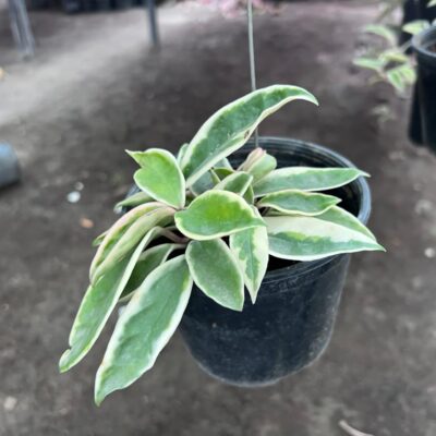 Hoya Carnosa Hoya Carnosa