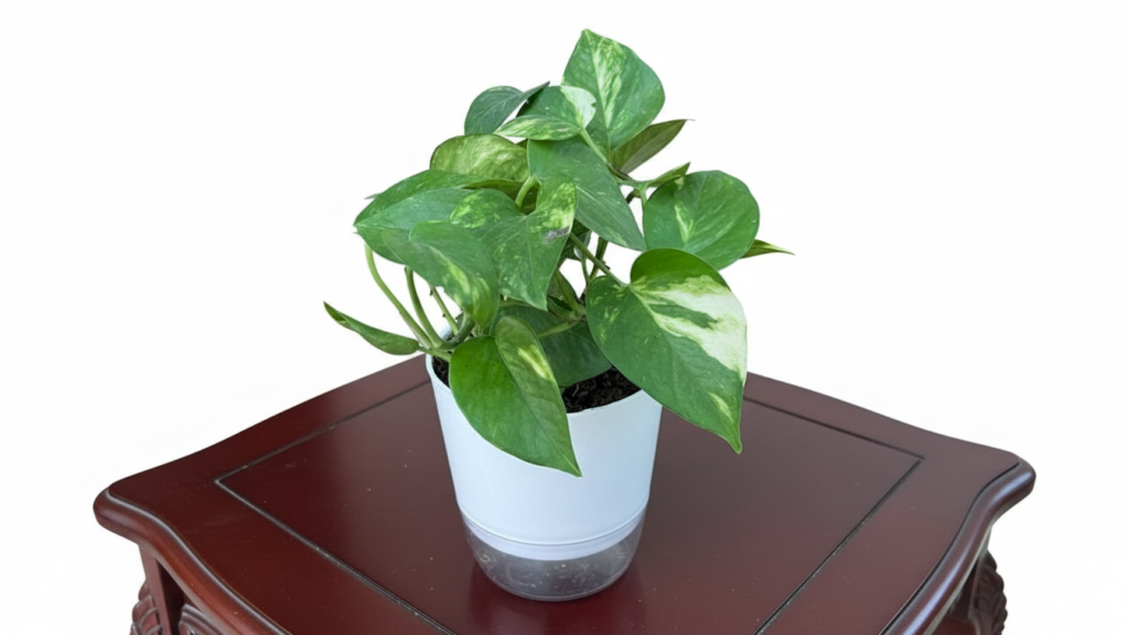 Money Plant