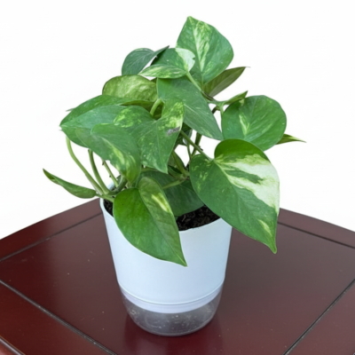 Money Plant