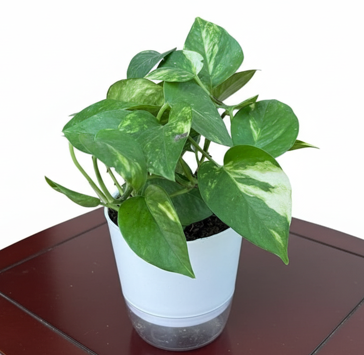 Money Plant