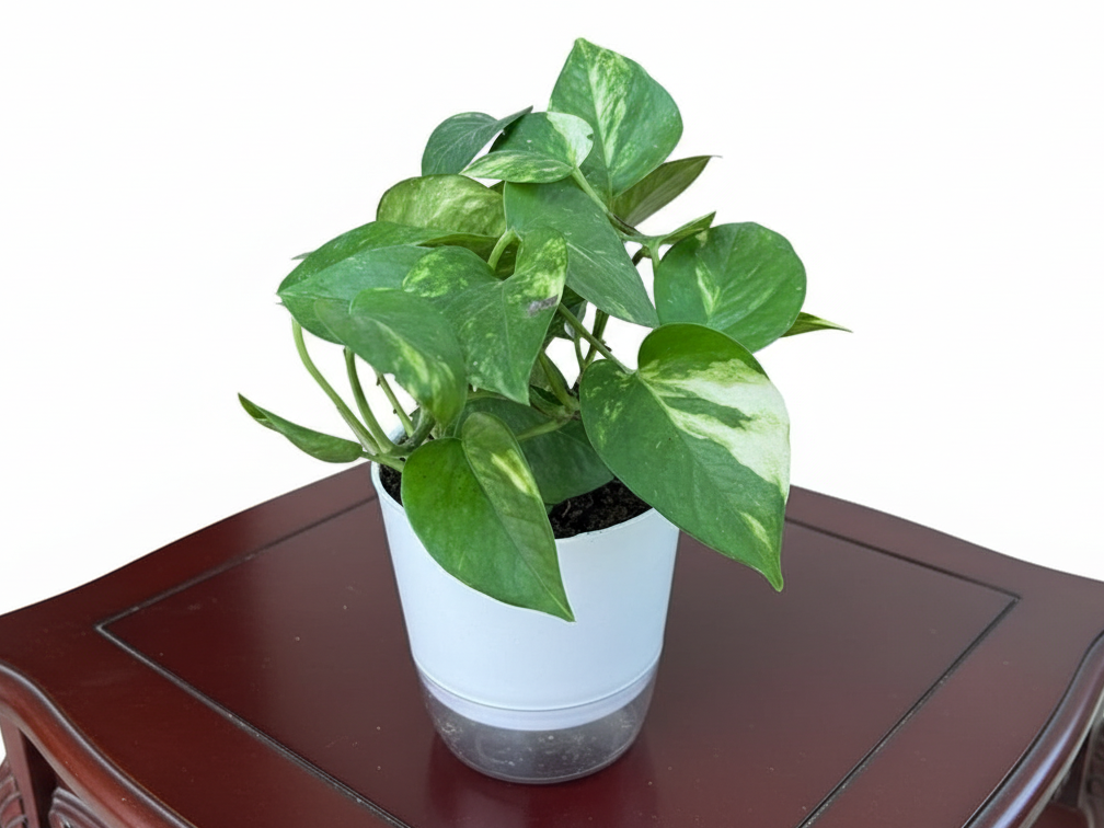 Money Plant