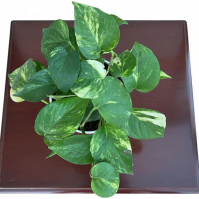 Money Plant leaf Money Plant leaf