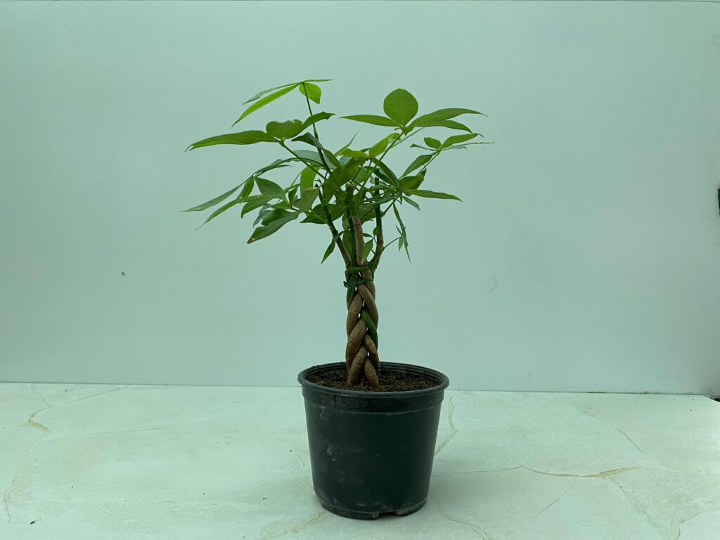 Money Tree Plant