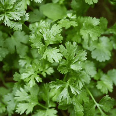 Parsley Herbs Paneeri