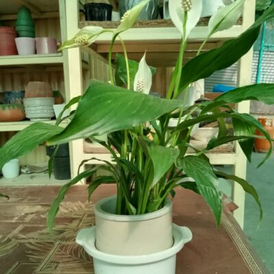Peace Lily flower plant