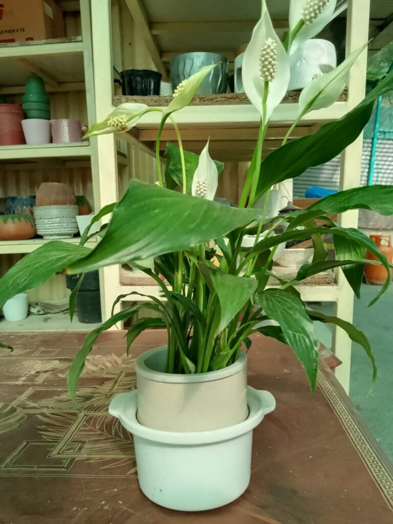 Peace Lily