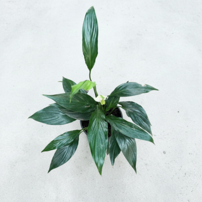 Peace Lily leaf Peace Lily leaf