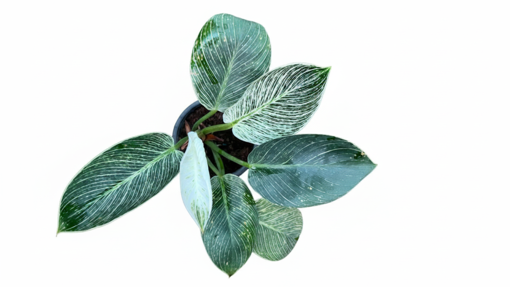 Philodendron Birkin