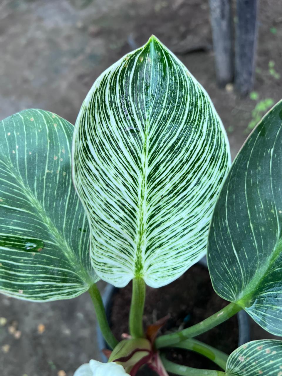 Philodendron Birkin leaf