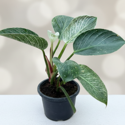 Philodendron Birkin plants