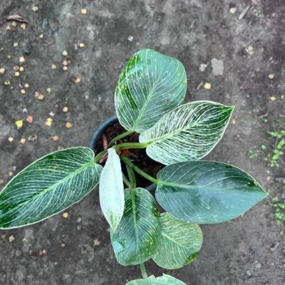 Philodendron Birkin-theplants Philodendron Birkin-theplants