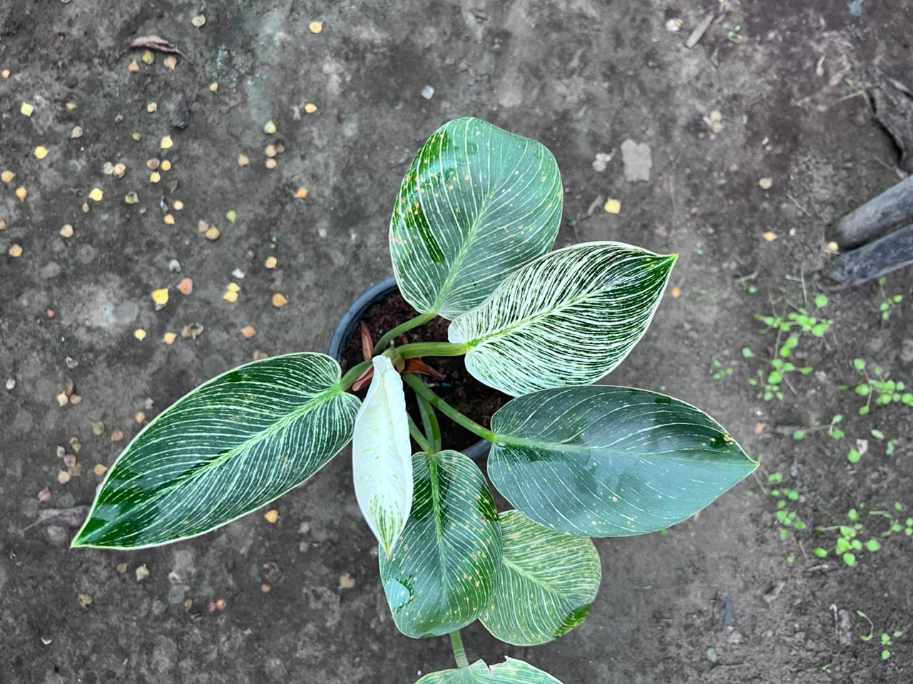 Philodendron Birkin-theplants