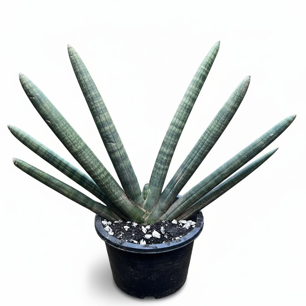 Sansevieria Cylindrica star