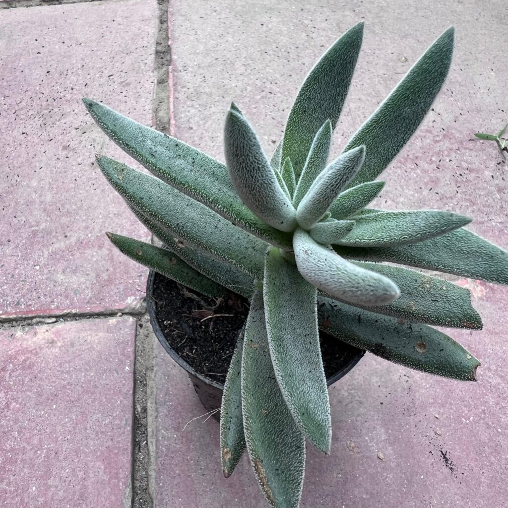Tenelli succulent