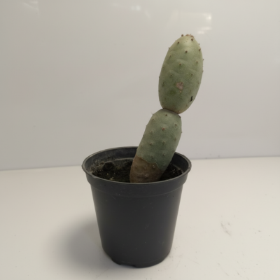 Tephrocactus Geometricus