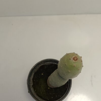 Tephrocactus Geometricus cactus