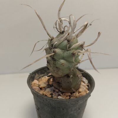 Tephrocactus alexandri plant in Pakistan Tephrocactus alexandri plant in Pakistan