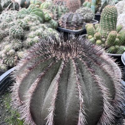 Uebelmannia Uebelmannia