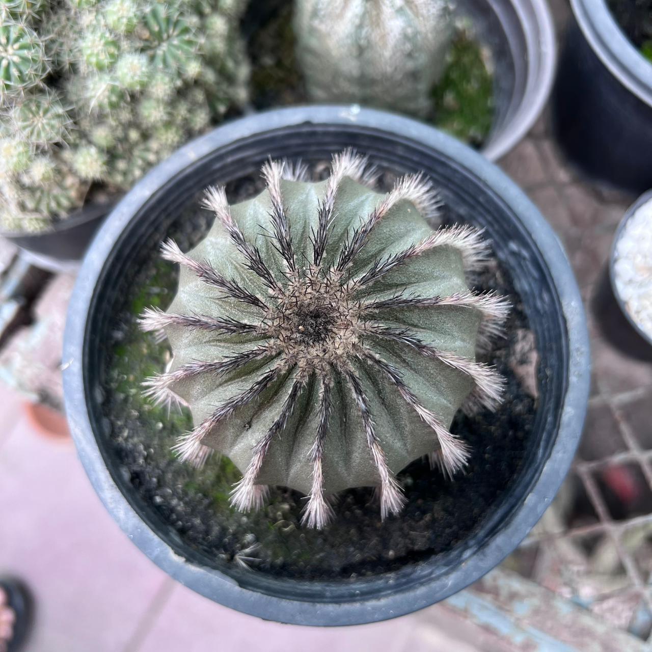 Uebelmannia Cactus