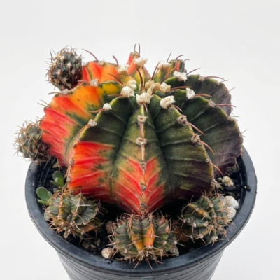 Variegated Gymnocalycium