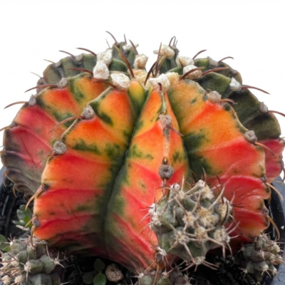 Variegated Gymnocalycium-theplants.store Variegated Gymnocalycium-theplants.store