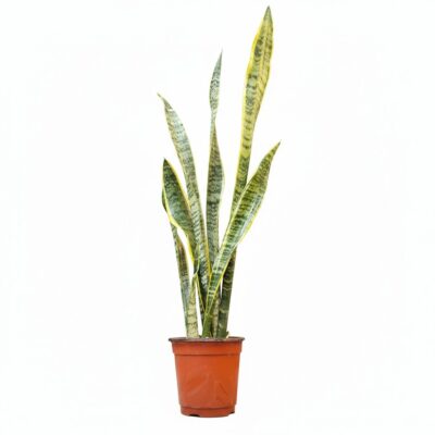 Variegated Snake Plant