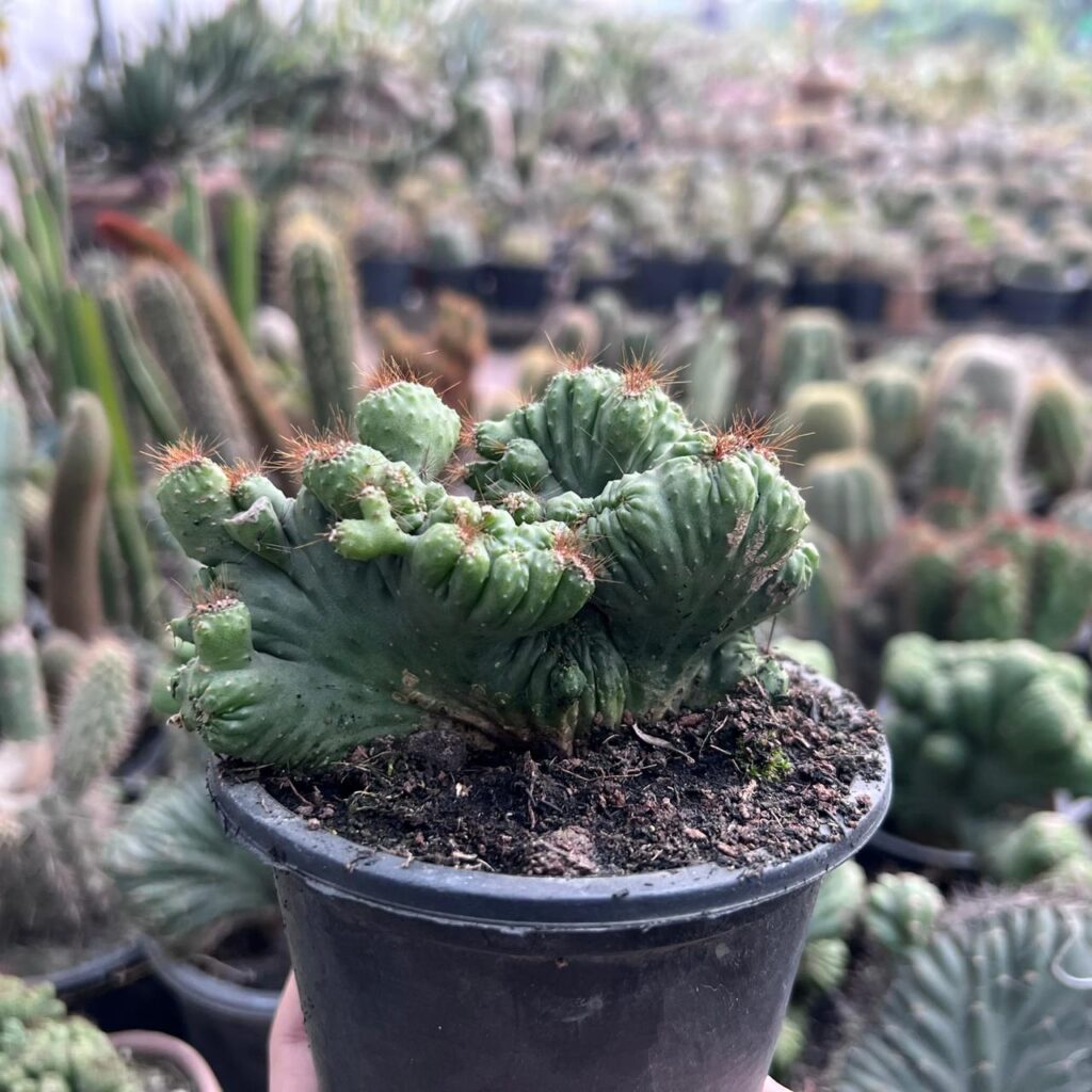 Cereus Cactus