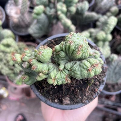 cristata cactus plant cristata cactus plant