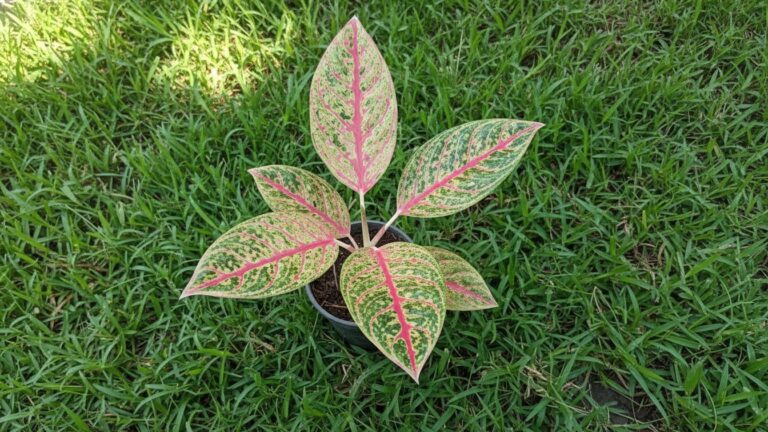 Aglaonema plants