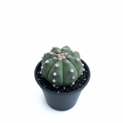 Astrophytum Asterias Star