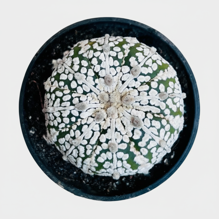 Astrophytum Asterias Superkabuto-blog