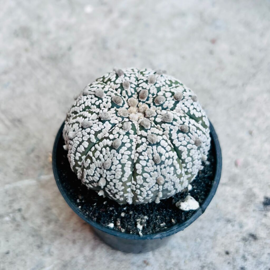 Astrophytum Asterias Superkabuto cacti