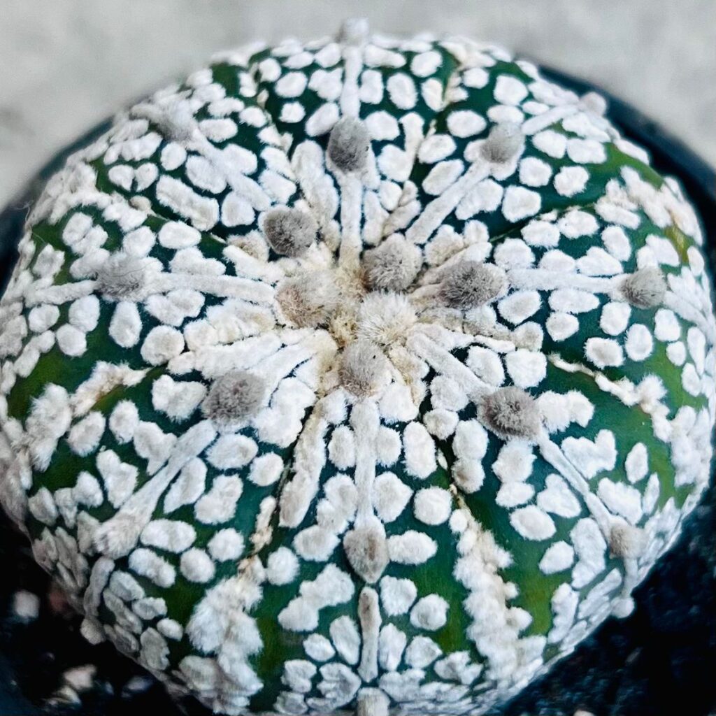 Astrophytum Asterias Superkabuto cactus