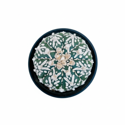 Astrophytum Asterias V Type