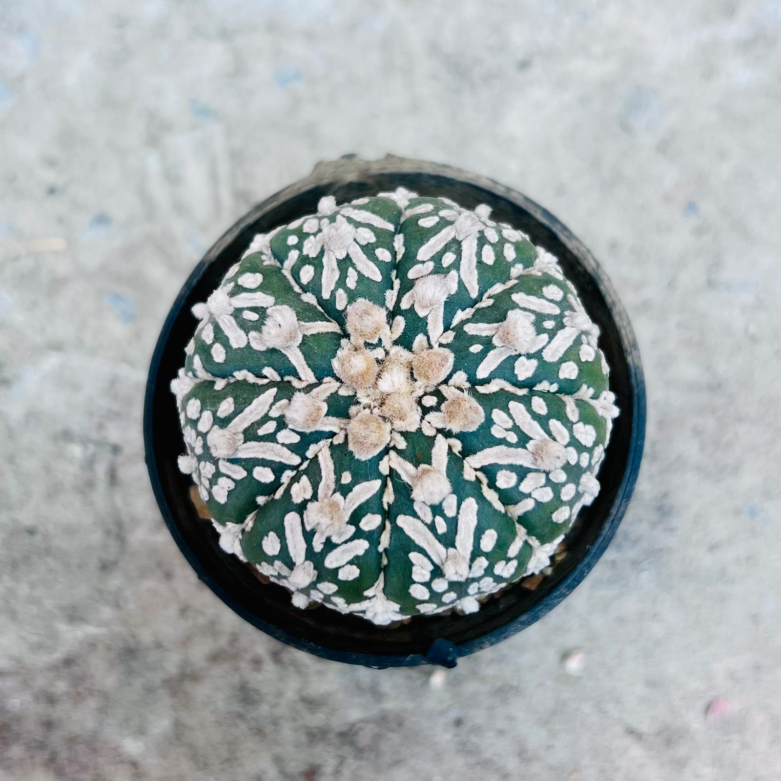 Astrophytum Asterias V Type cactus