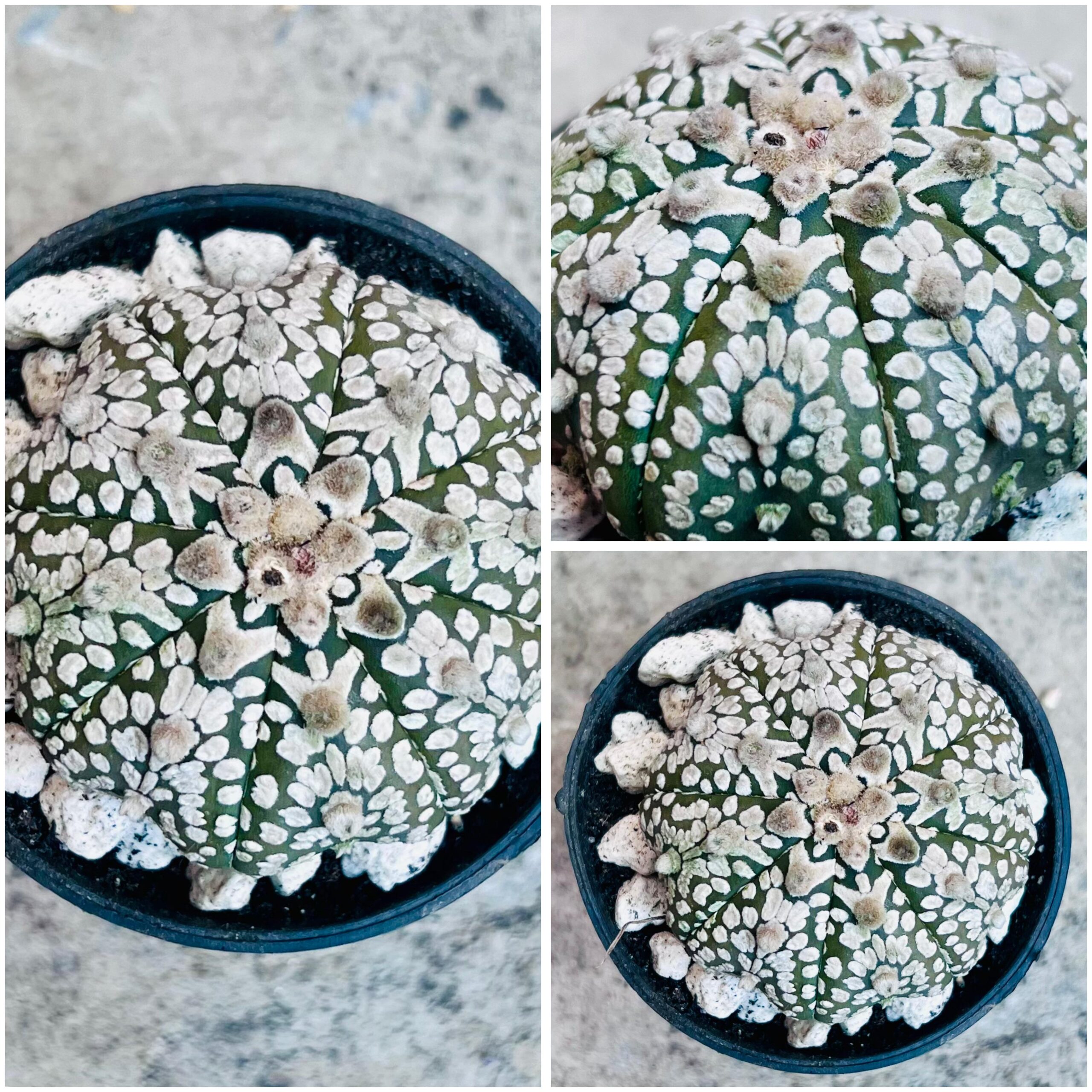 Astrophytum Asterias V Type gallery