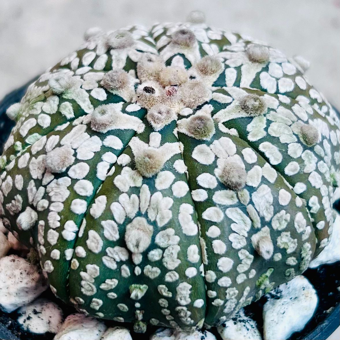 Astrophytum Asterias V