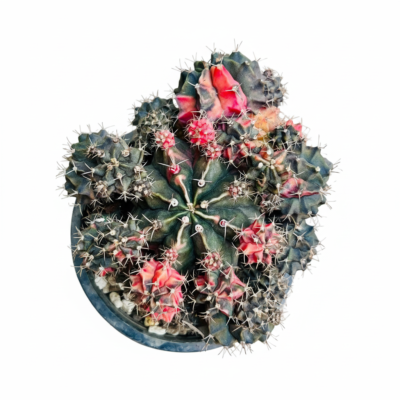 Gymnocalycium Variegated Multicolor Cacti Gymnocalycium Variegated Multicolor Cacti