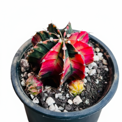 Gymnocalycium Variegated Multicolor Cactus