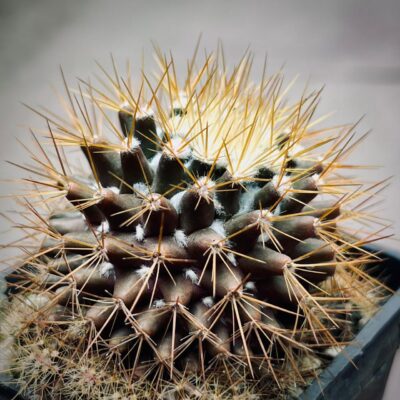 Mammillaria Nivosa cactus Mammillaria Nivosa cactus