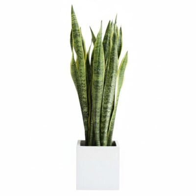 Snake plant