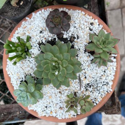 Succulent Tray