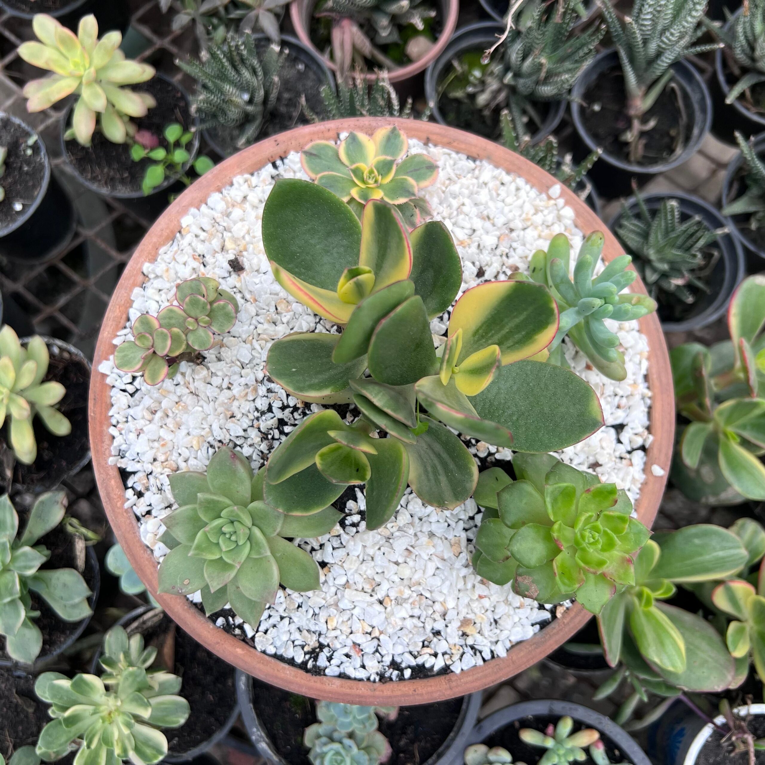 Succulent plant with tray