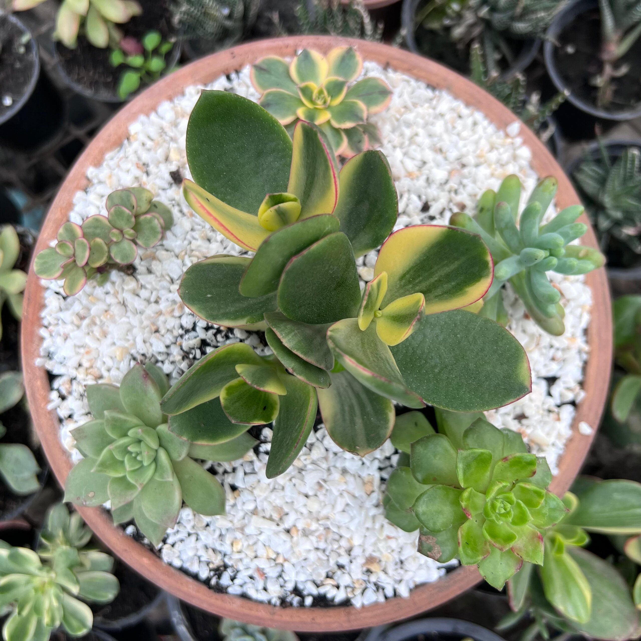 Succulents in pakistan