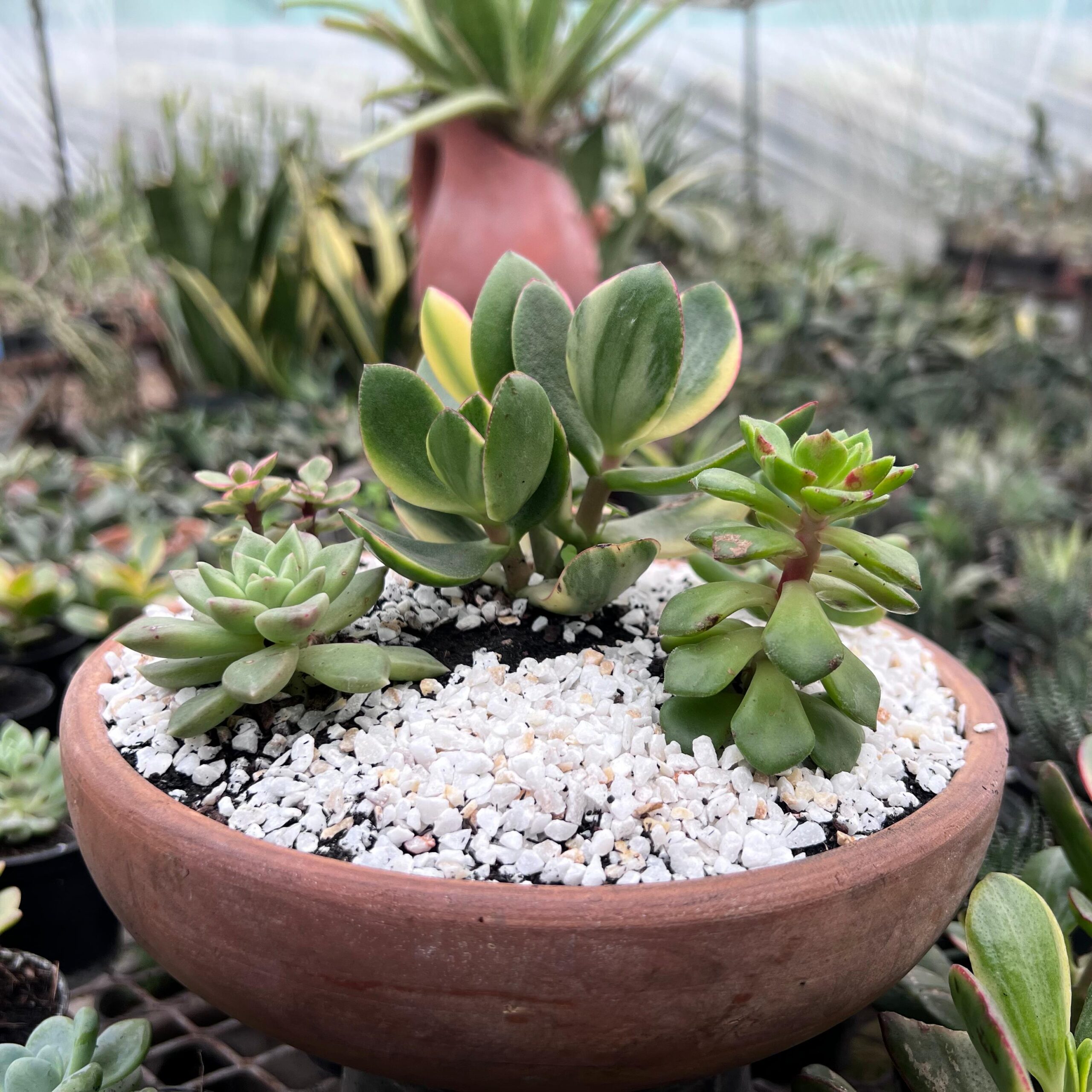 Succulents plants