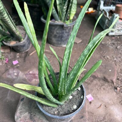 Aloe vera