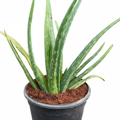 Aloe vera plant